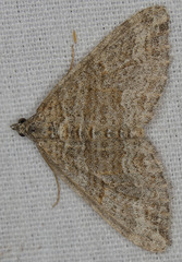 Perizoma custodiata