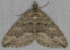 Perizoma custodiata