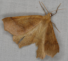 Prochoerodes truxaliata