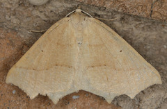 Prochoerodes truxaliata