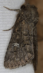 Properigea niveirena