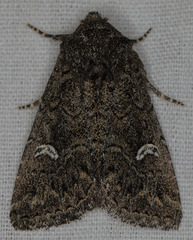 Properigea niveirena