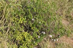Barleria obtusa