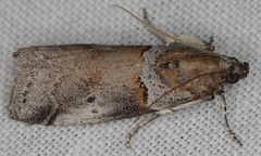 Acrobasis comptella