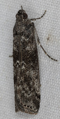 Pyla fusca