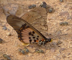 Acraea perenna