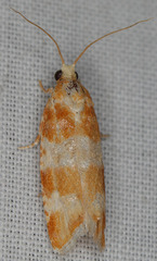 Retinia sabiniana