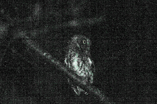 Illustration de Petit-duc bridé