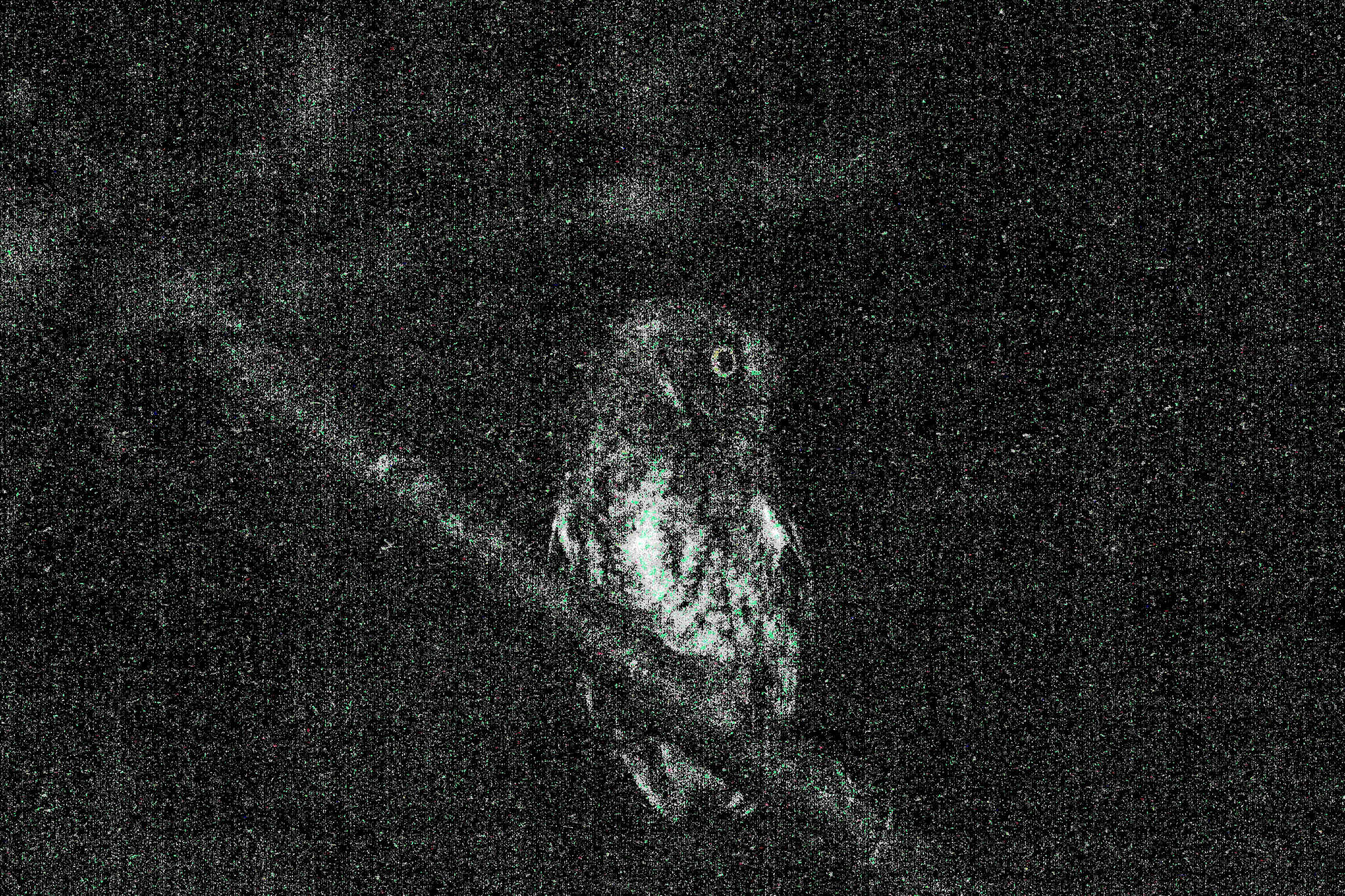 Bearded Screech Owl (Megascops barbarus), photo 4