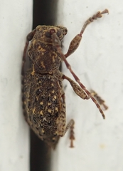 Plectrura spinicauda