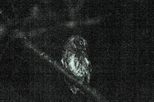 Bearded Screech Owl (Megascops barbarus), photo 5