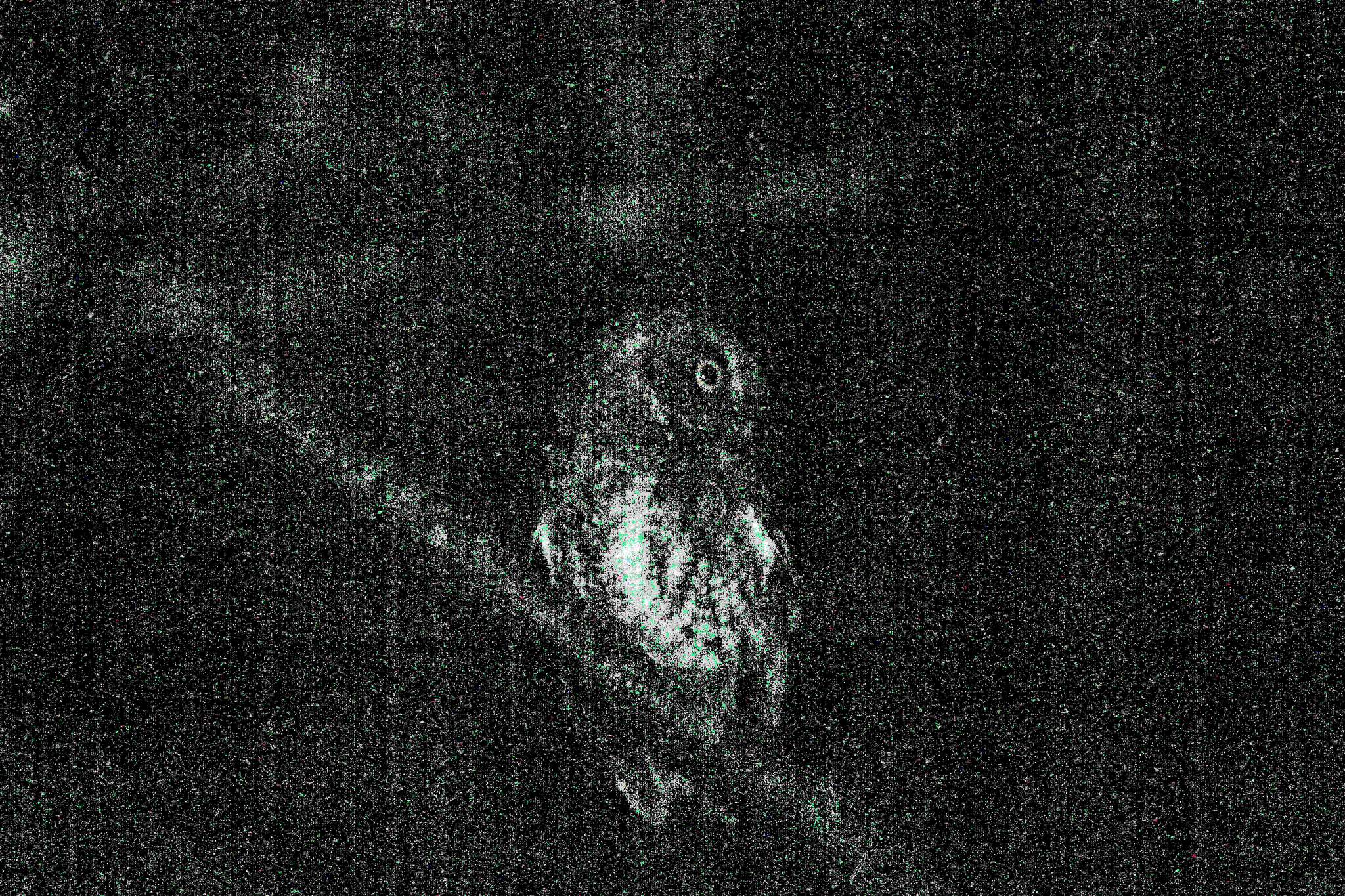 Bearded Screech Owl (Megascops barbarus), photo 5