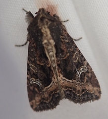 Helotropha reniformis