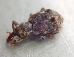 Sthereus quadrituberculatus