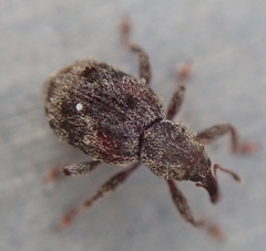 Sthereus quadrituberculatus