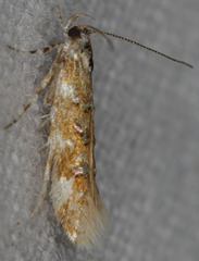 Stagmatophora iridella