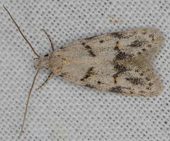 Symmoca signatella