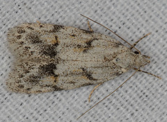 Symmoca signatella