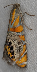 Thaumatographa regalis