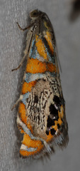 Thaumatographa regalis