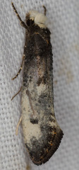 Tinea occidentella