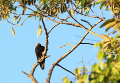 Cathartes melambrotus