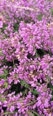 Erica cinerea