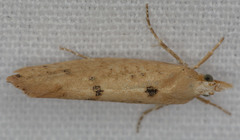 Ypsolopha cervella