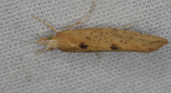 Ypsolopha cervella