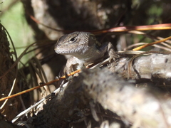 Sceloporus subniger