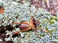 Hemideina ricta
