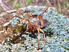 Hemideina ricta