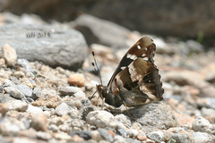 Lelecella limenitoides