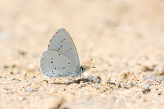 Celastrina sugitanii
