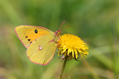 Colias fieldii