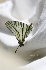 Graphium tamerlanus