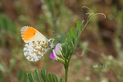 Anthocharis thibetana