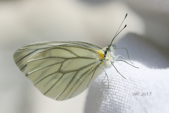 Pieris extensa