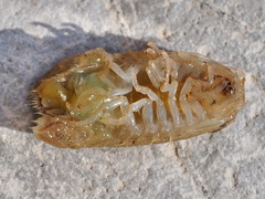 Cymodoce truncata