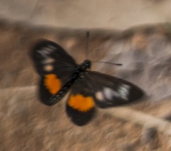 Acraea penelope