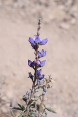 Lupinus meionanthus