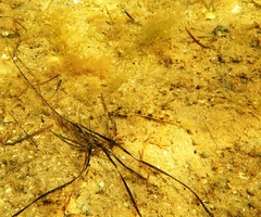 Favonigobius lateralis