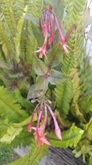 Fuchsia