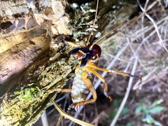 Hemideina ricta