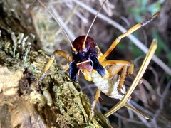 Hemideina ricta