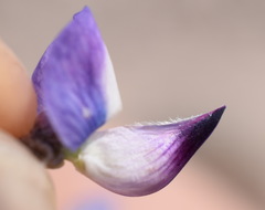 Lupinus meionanthus