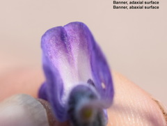 Lupinus meionanthus
