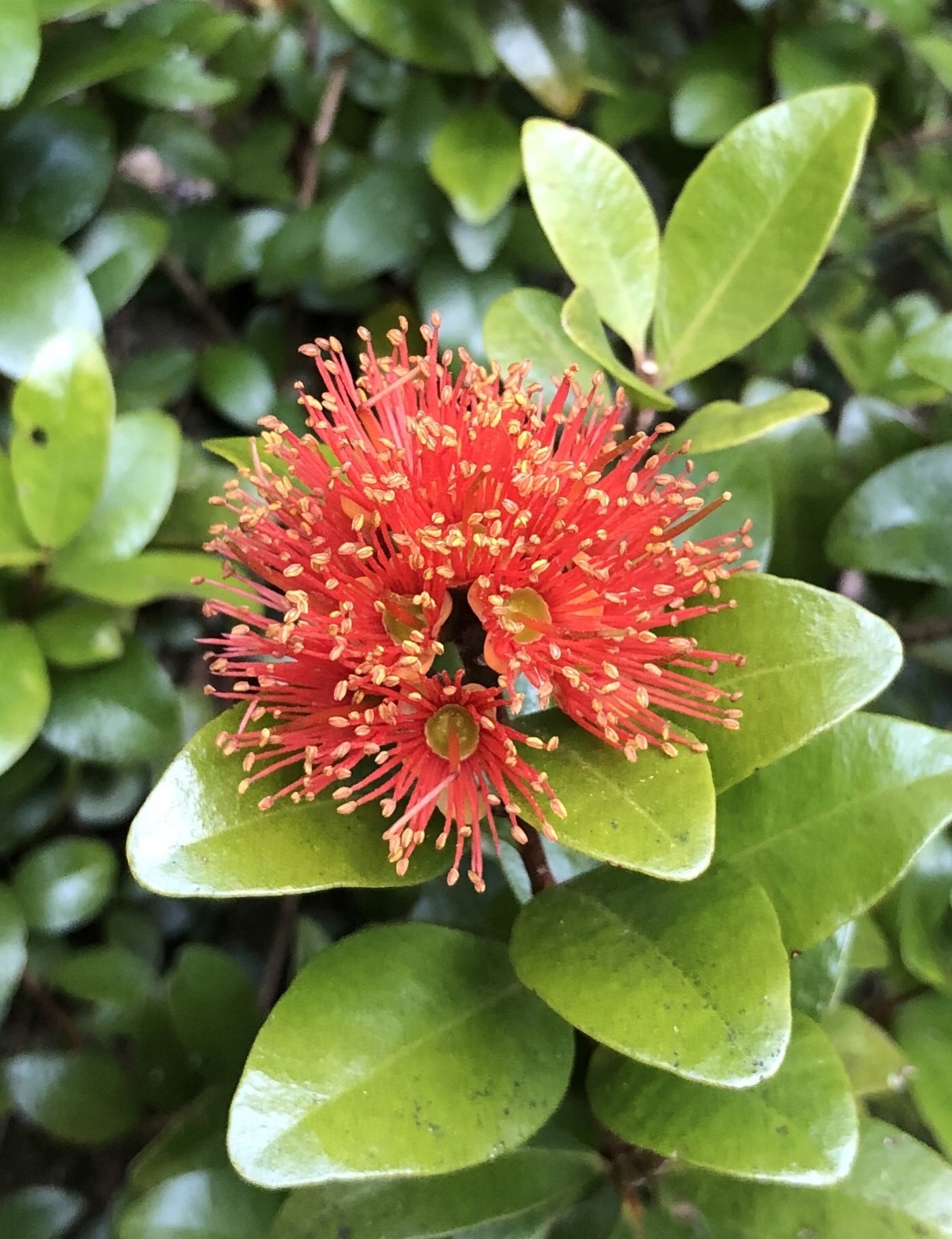 Duendecillo Ratata Newly Discovered Image Of Ratatouille 2