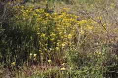 Senecio abruptus