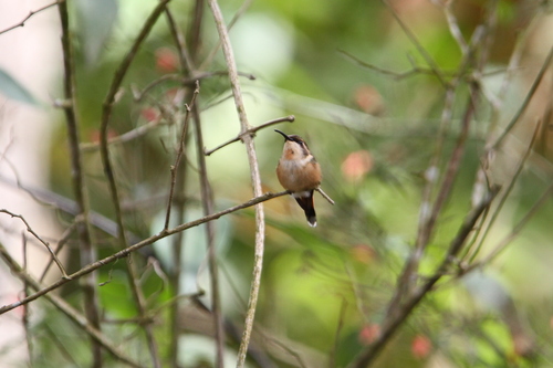 Slender Sheartail (Doricha enicura), photo 8